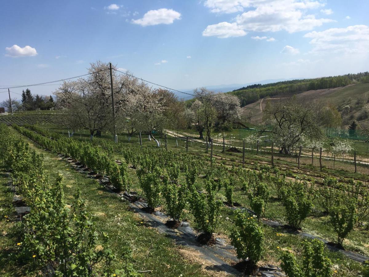 Bed and Breakfast Rose Hip Hill Farm Valea Tirnei Экстерьер фото
